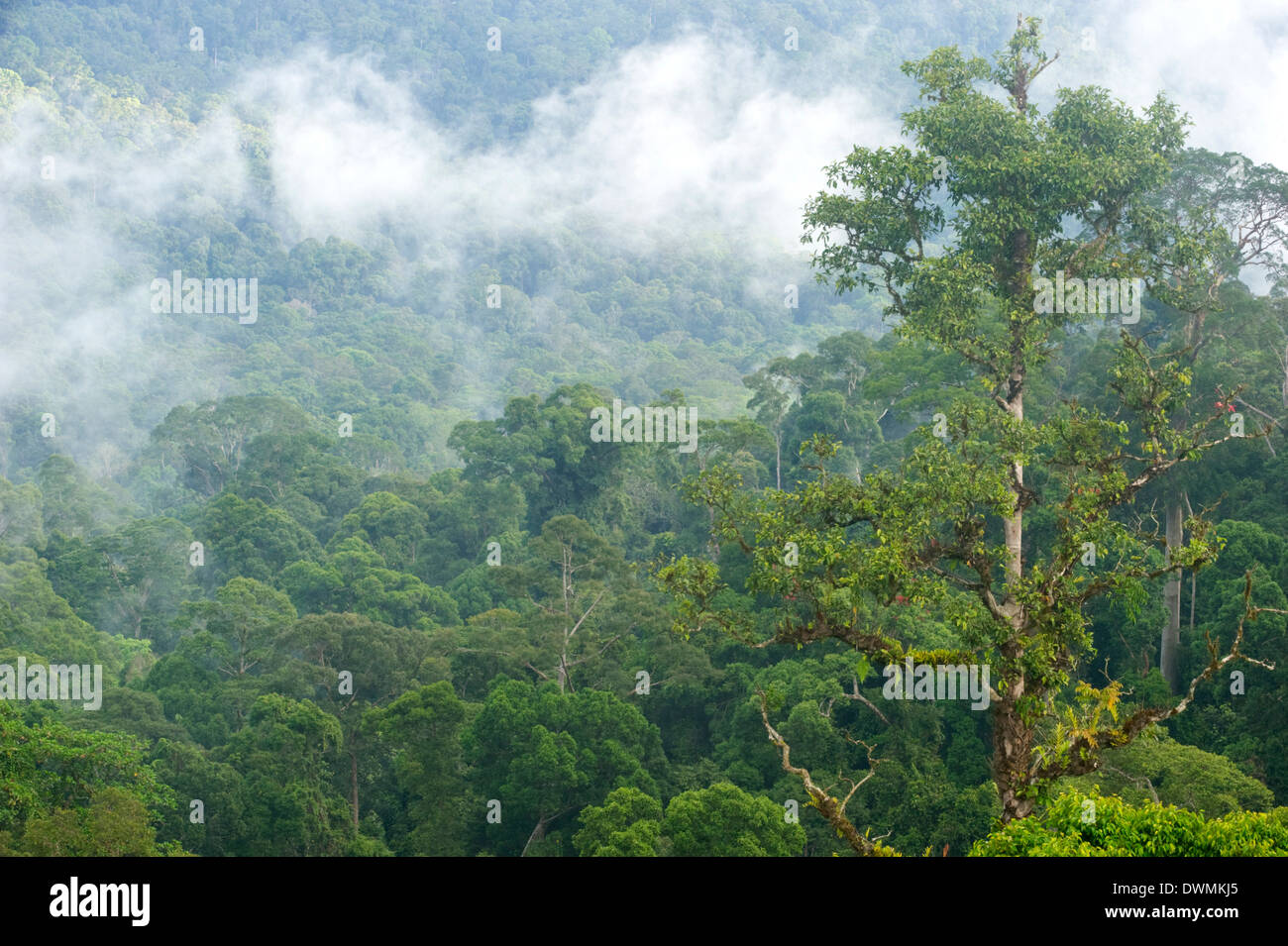 Nebel steigt vom primären Regenwald im Morgengrauen, Maliau Basin Conservation Area, Sabah, Borneo, Malaysia, Südostasien, Asien Stockfoto