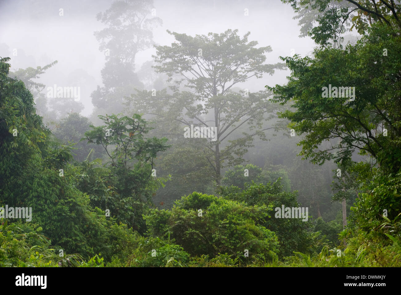 Macaranga SP., Tabin Wildlife Reserve, Sarawak, Borneo, Malaysia, Südost-Asien Stockfoto