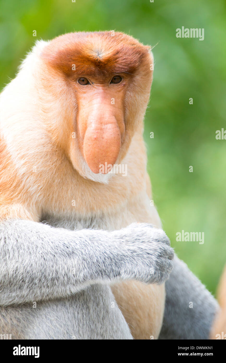 Dominanten männlichen Nasenaffe (Nasalis Larvatus), Labuk Bay Proboscis Monkey Sanctuary, Sabah, Borneo, Malaysia, Südost-Asien Stockfoto