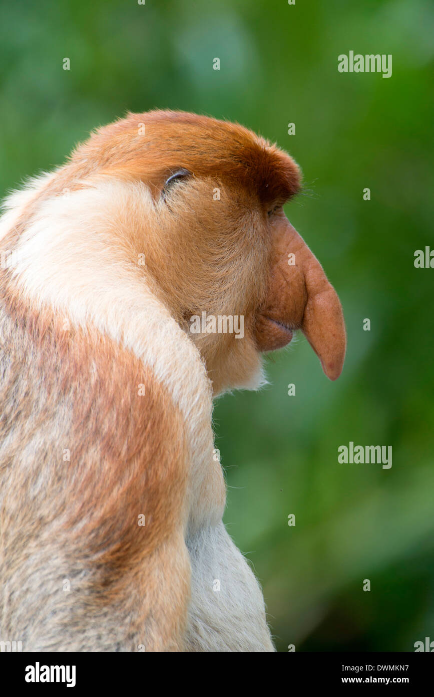 Dominanten männlichen Nasenaffe (Nasalis Larvatus), Labuk Bay Proboscis Monkey Sanctuary, Sabah, Borneo, Malaysia, Südost-Asien Stockfoto
