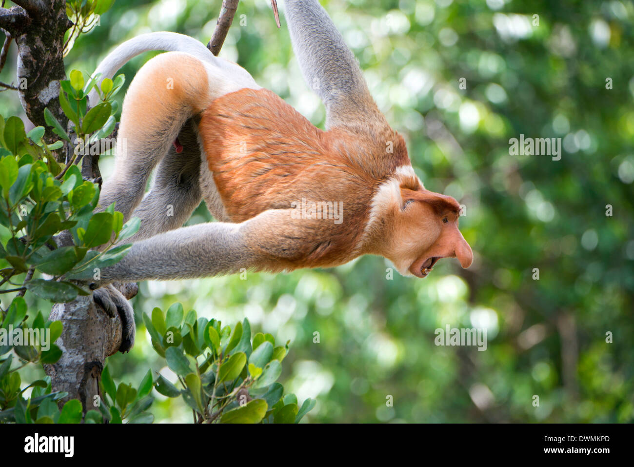 Dominanten männlichen Nasenaffe (Nasalis Larvatus), Labuk Bay Proboscis Monkey Sanctuary, Sabah, Borneo, Malaysia Stockfoto