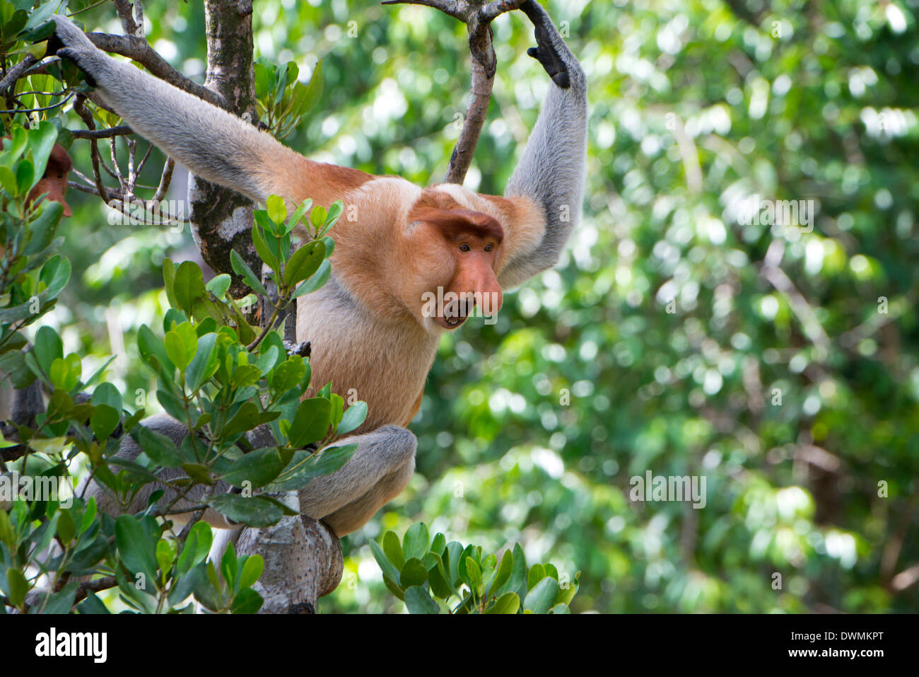 Dominanten männlichen Nasenaffe (Nasalis Larvatus), Labuk Bay Proboscis Monkey Sanctuary, Sabah, Borneo, Malaysia, Südost-Asien Stockfoto