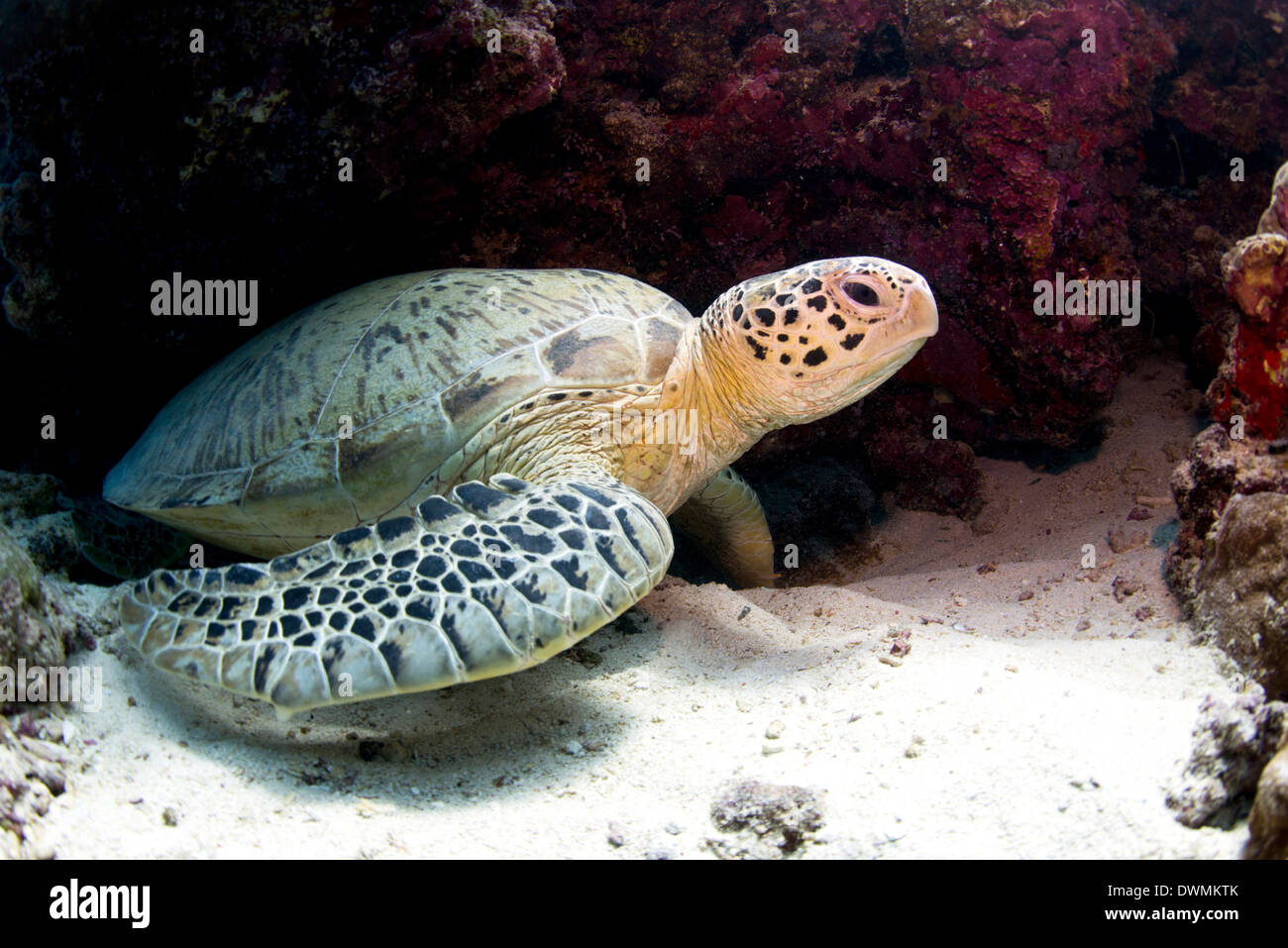 Grüne Meeresschildkröten (Chelonia Mydas) gemeinsamen Pom Pom Insel, Celebes-See, Sabah, Malaysia, Südostasien, Asien Stockfoto