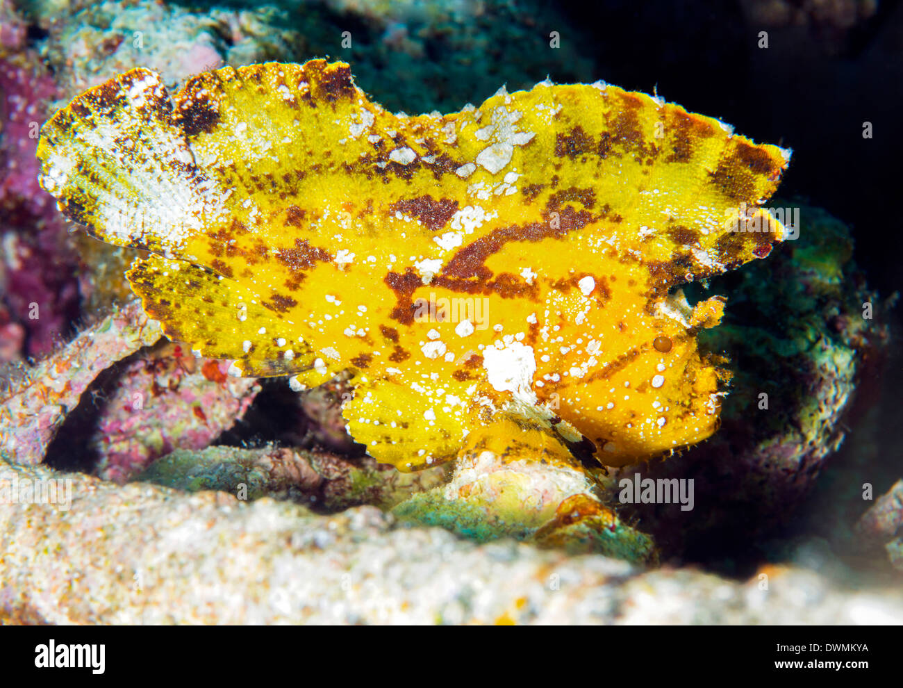 Fisch (Taenianotus Triacanthus), Blatt ein Hinterhalt Raubtier gefunden Amonst Korallen, Celebes-See, Sabah, Malaysia, Südostasien, Asien Stockfoto