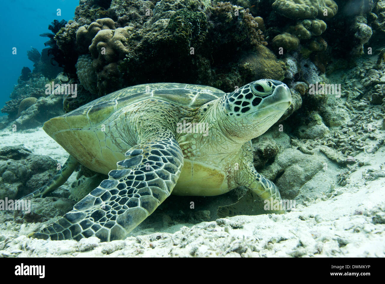 Grüne Meeresschildkröten (Chelonia Mydas) häufig um Pom Pom Insel, Celebes-See, Sabah, Malaysia Stockfoto