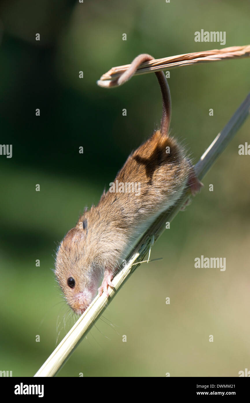 Ernte Maus (Micromys Minutus) das kleinste britische Nagetier durch Gewicht, mit prehensile Endstücke zu helfen, Klettern, Vereinigtes Königreich Stockfoto