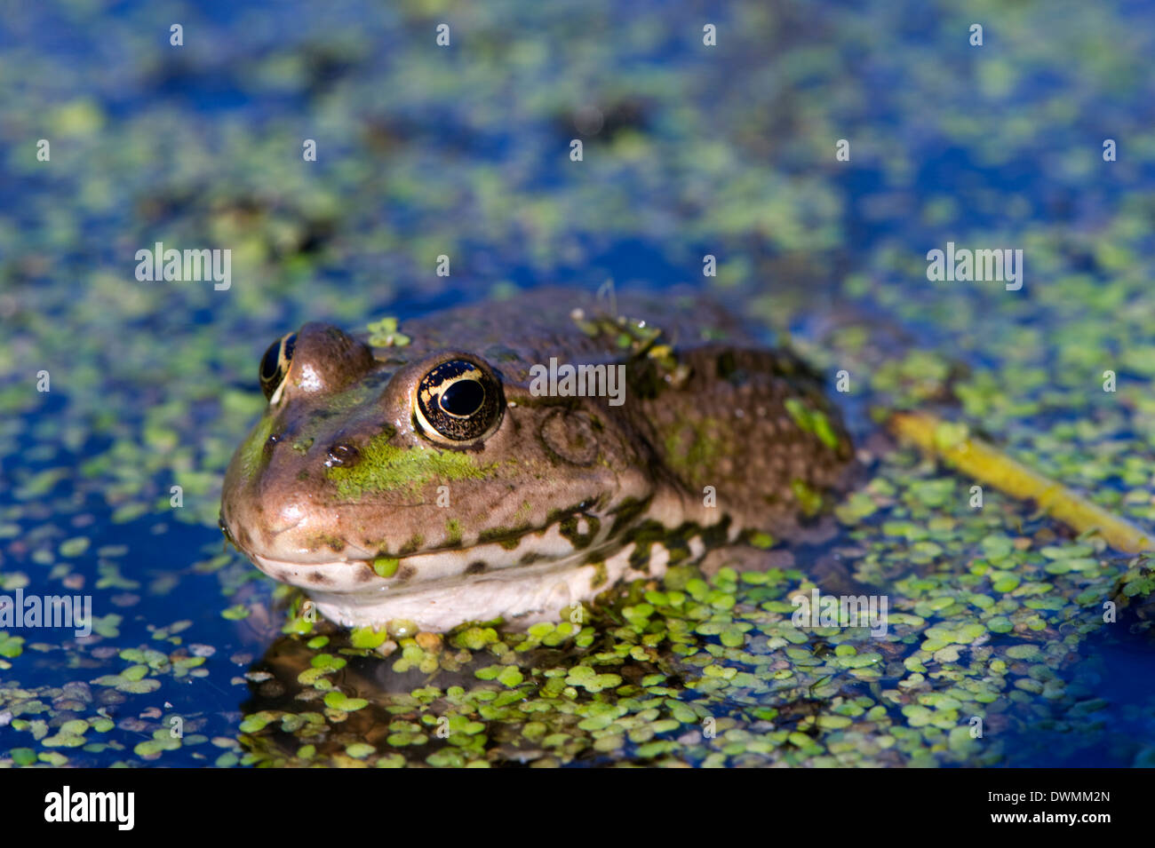 Seefrosch (außer Ridibundu) führte ein entflohener Garten Ausländer in Kent im Jahre 1935, England, Vereinigtes Königreich, Europa Stockfoto