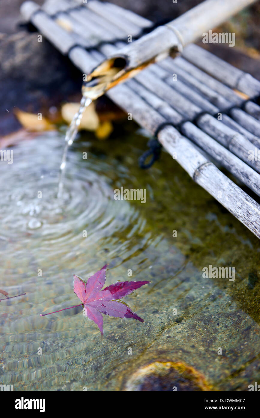 Japanische Bambus-Brunnen mit Herbst Red Maple Leaf. Stockfoto