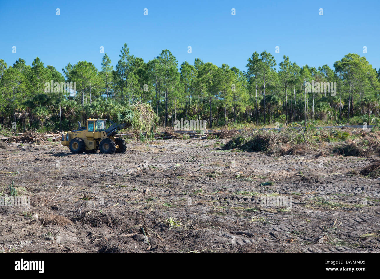 Everglades Wiederherstellung Stockfoto