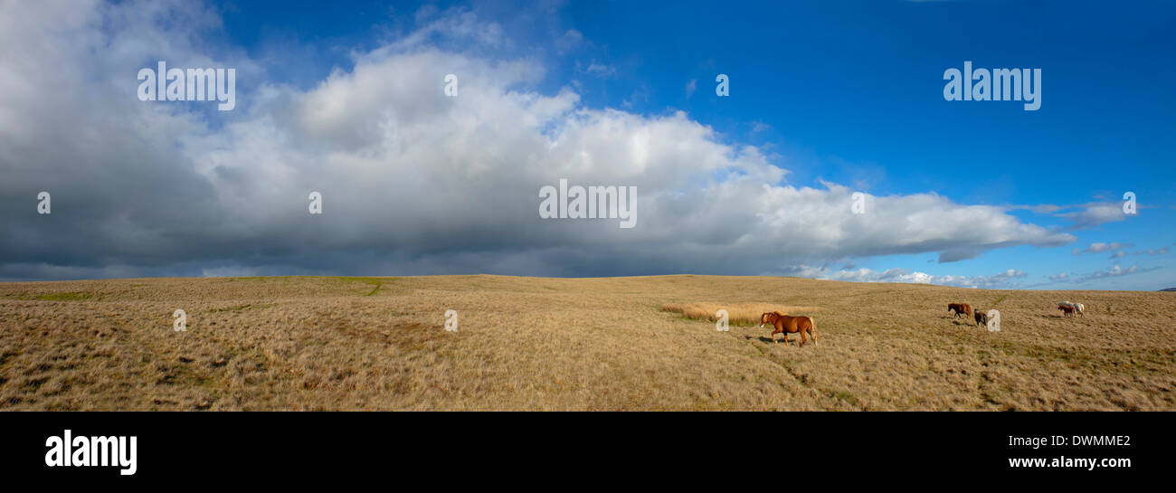 Panoramablick, The Epynt, Cambrian Mountains, Powys, Wales, Vereinigtes Königreich, Europa Stockfoto