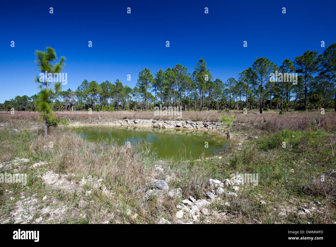 Everglades Wiederherstellung Stockfoto