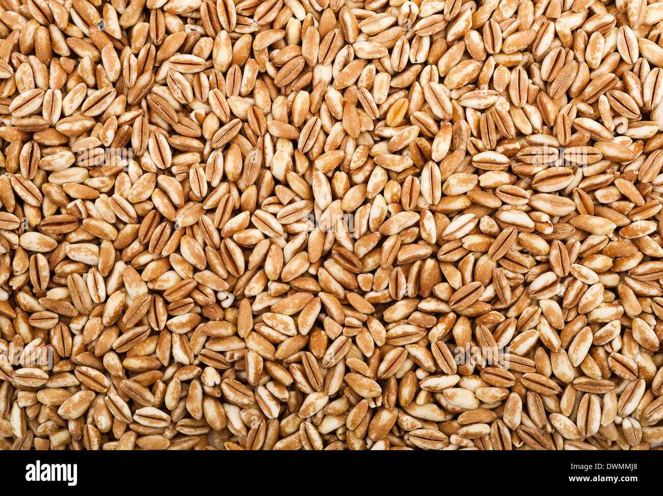 Hintergrund der Getreide Dinkel, beliebte Reformhaus Stockfoto