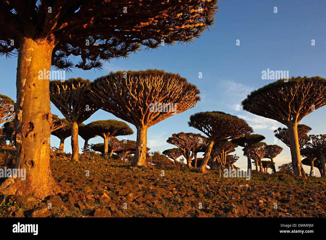 Drachenbaum (Dracaena Cinnabari), Insel Sokotra, Jemen, Nahost  Stockfotografie - Alamy