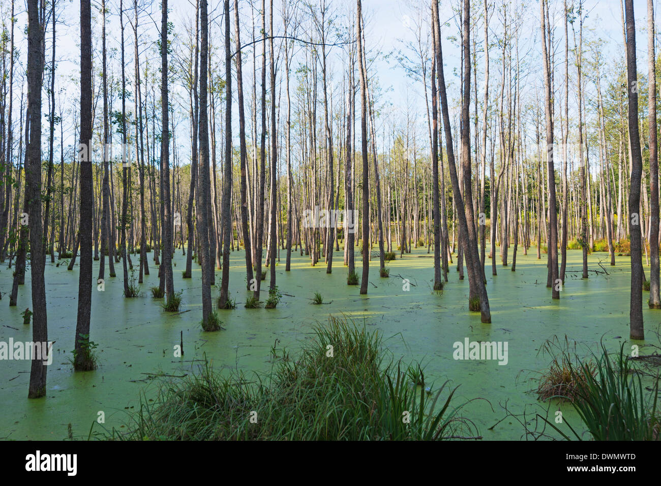 Sumpf Land Wald, Ermland, Polen, Europa Stockfoto