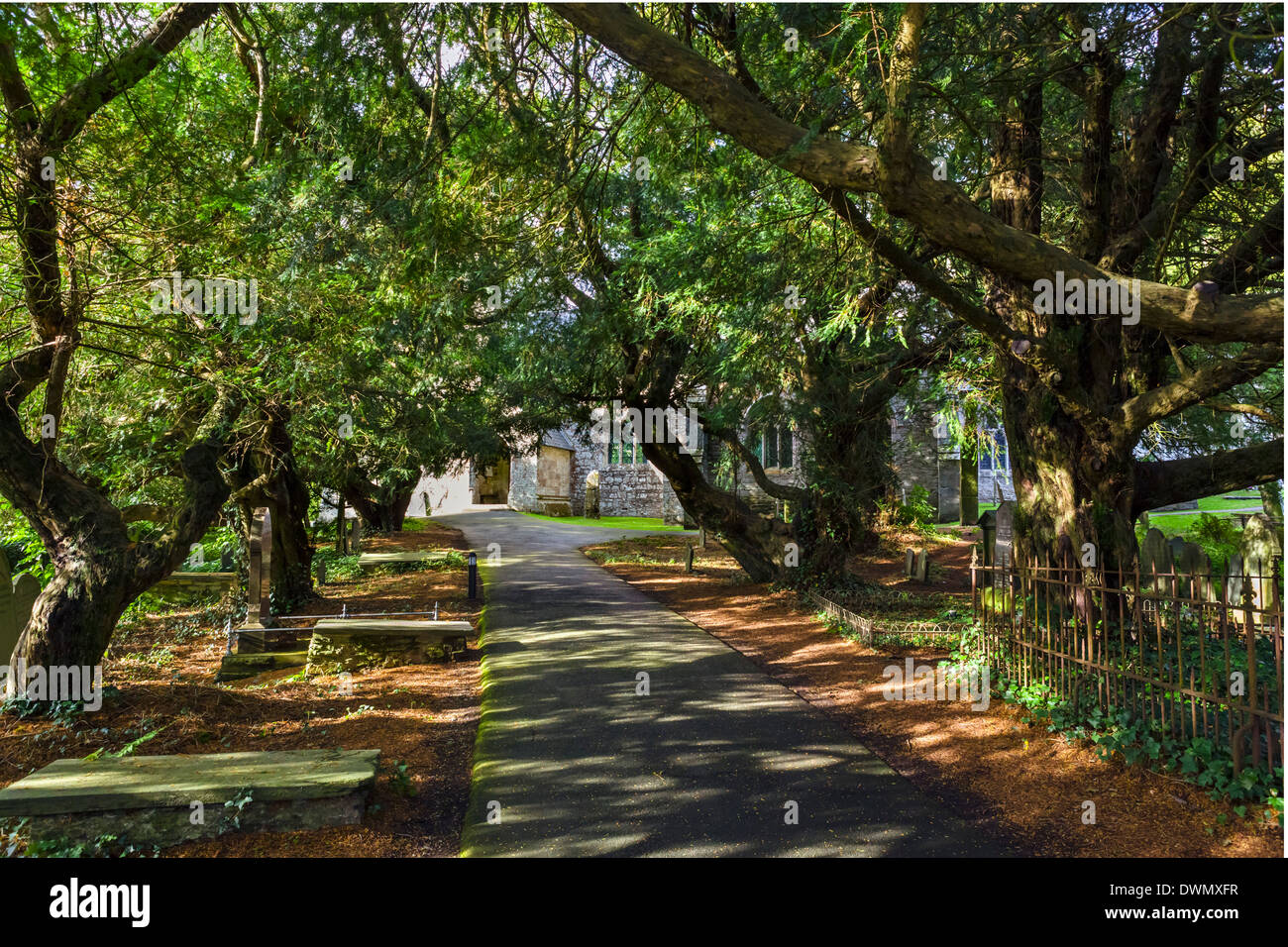 Allee der Eibe Bäume auf dem Friedhof der St. Brynach Kirche, Nevern, Pembrokeshire, West Wales, UK Stockfoto