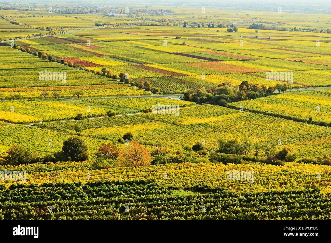 Weinberg Landschaft, in der Nähe von Bad Dürkheims, deutsche Wein Route, Rheinland-Pfalz, Deutschland, Europa Stockfoto