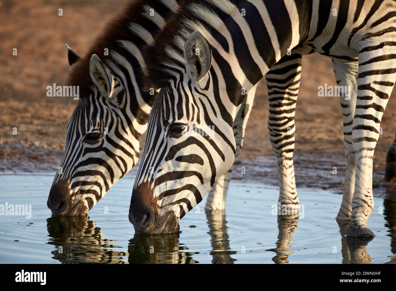Zwei gemeinsame Zebra (Ebenen Zebra) (Burchell Zebra) (Equus Burchelli) trinken, Addo Elephant National Park, Südafrika, Afrika Stockfoto