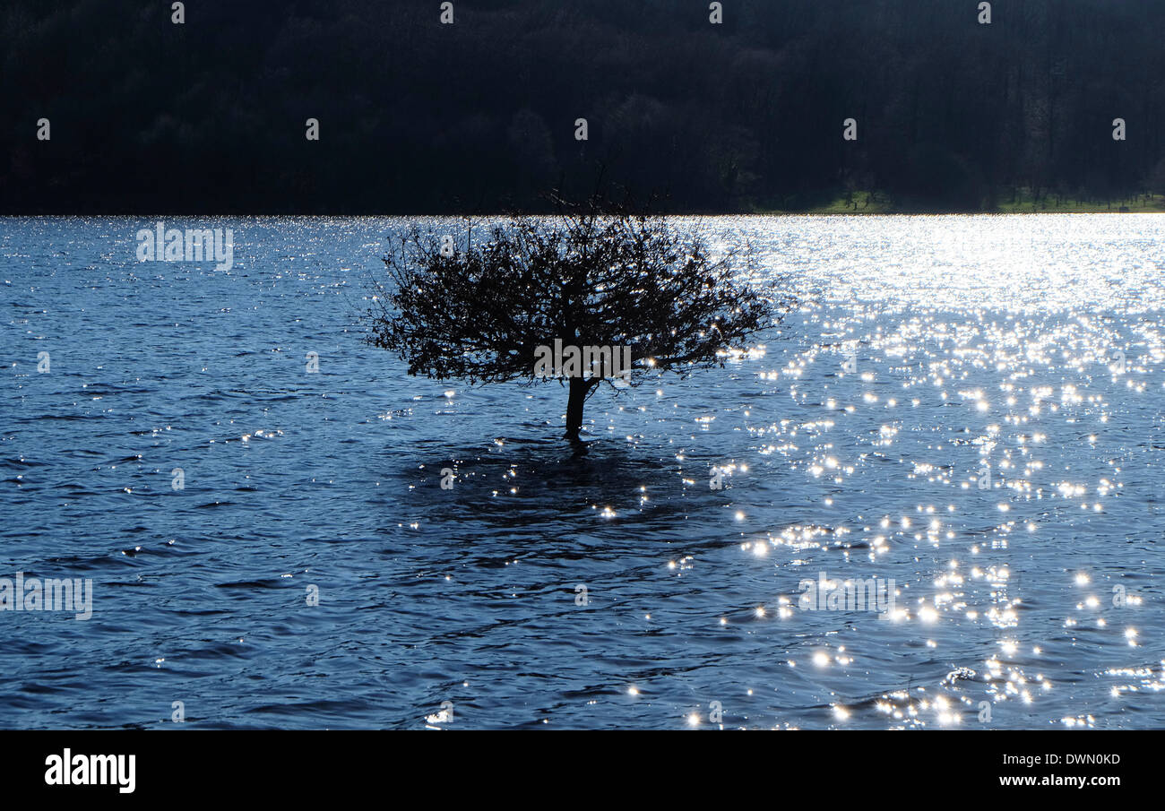 einzigen Baum im Wasser, See gast, Normandie, Frankreich Stockfoto