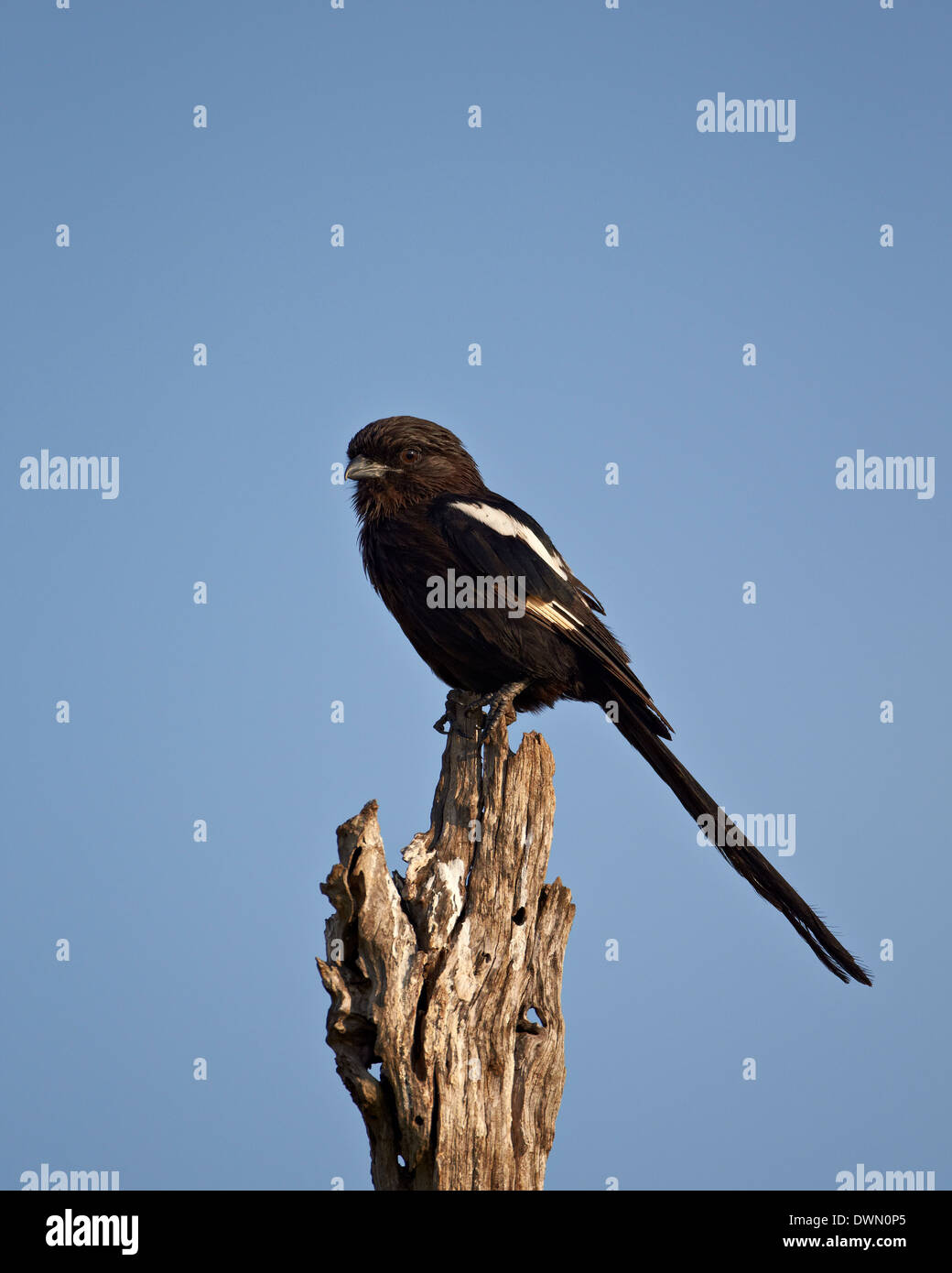 Long-tailed Würger (Elster Shrike) (Corvinella Melanoleuca), Krüger Nationalpark, Südafrika, Afrika Stockfoto