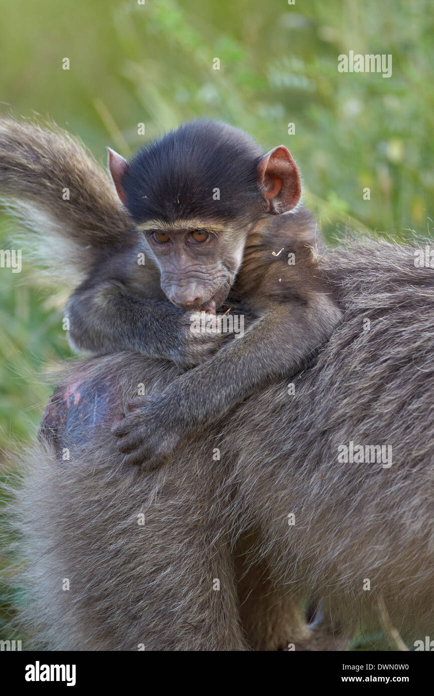 Säugling Chacma Pavian (Papio Ursinus), Krüger Nationalpark, Südafrika, Afrika Stockfoto