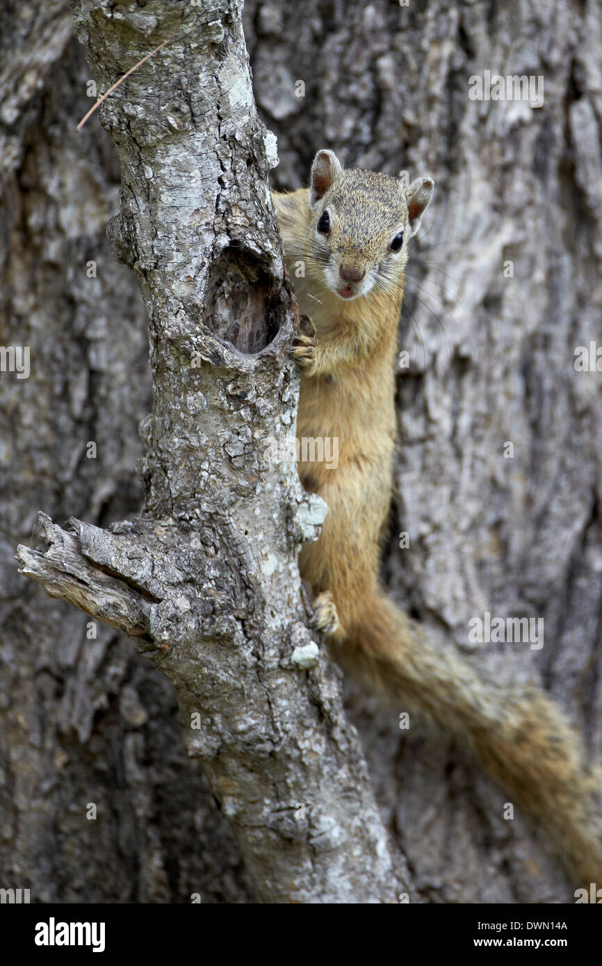 Baum Eichhörnchen (Smith Bush Eichhörnchen) (gelb-footed Eichhörnchen) (Paraxerus Cepapi), Krüger Nationalpark, Südafrika, Afrika Stockfoto