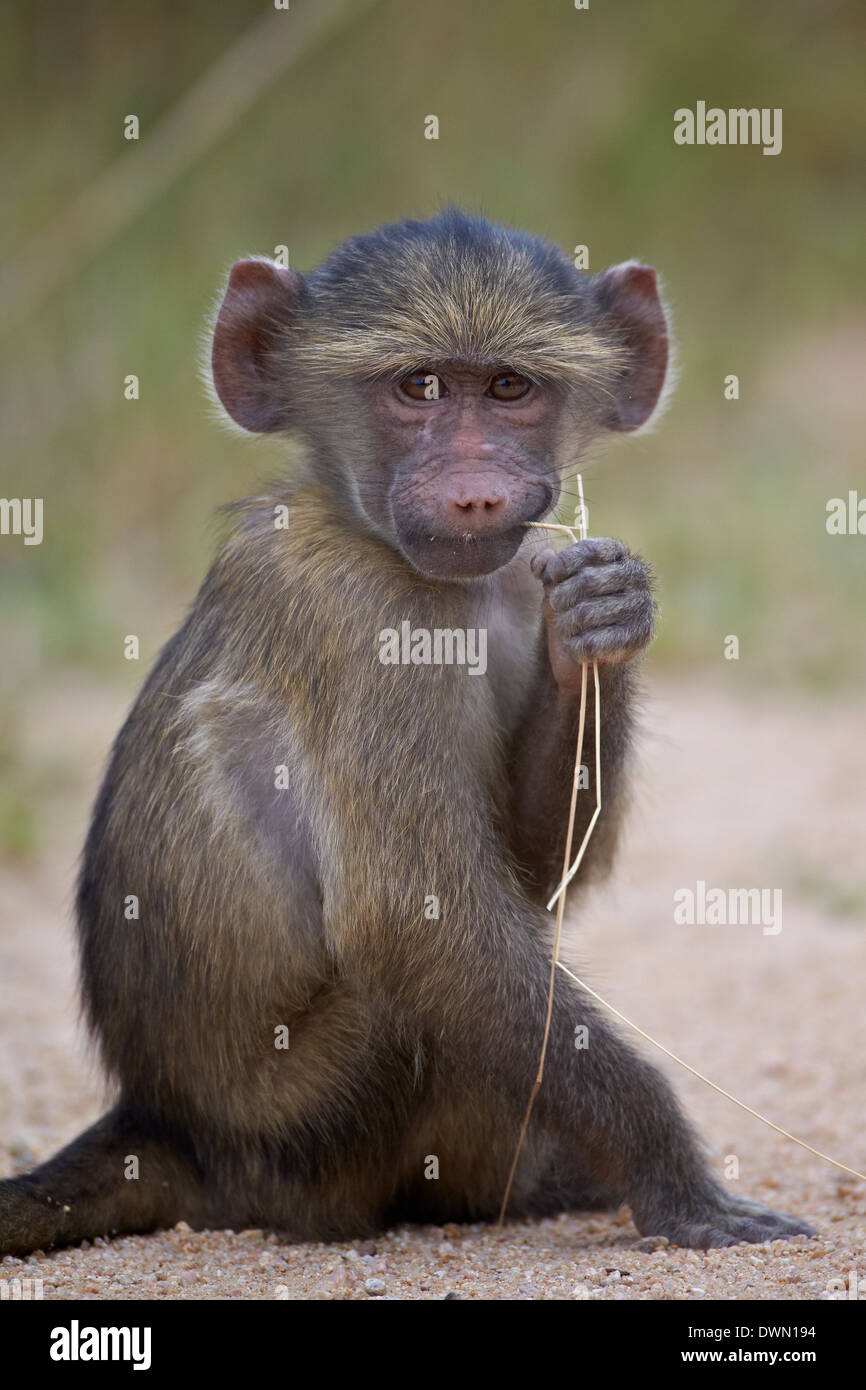 Young Chacma Pavian (Papio Ursinus), Krüger Nationalpark, Südafrika, Afrika Stockfoto