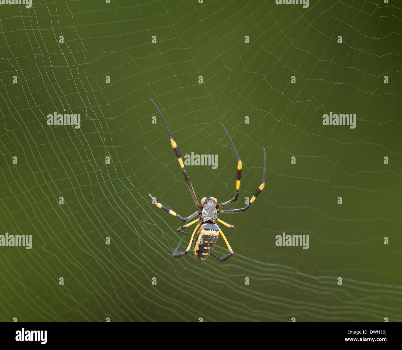 Weibliche Banded-Legged Golden Orb Spider (Nephila Senegalensis), Krüger Nationalpark, Südafrika, Afrika Stockfoto
