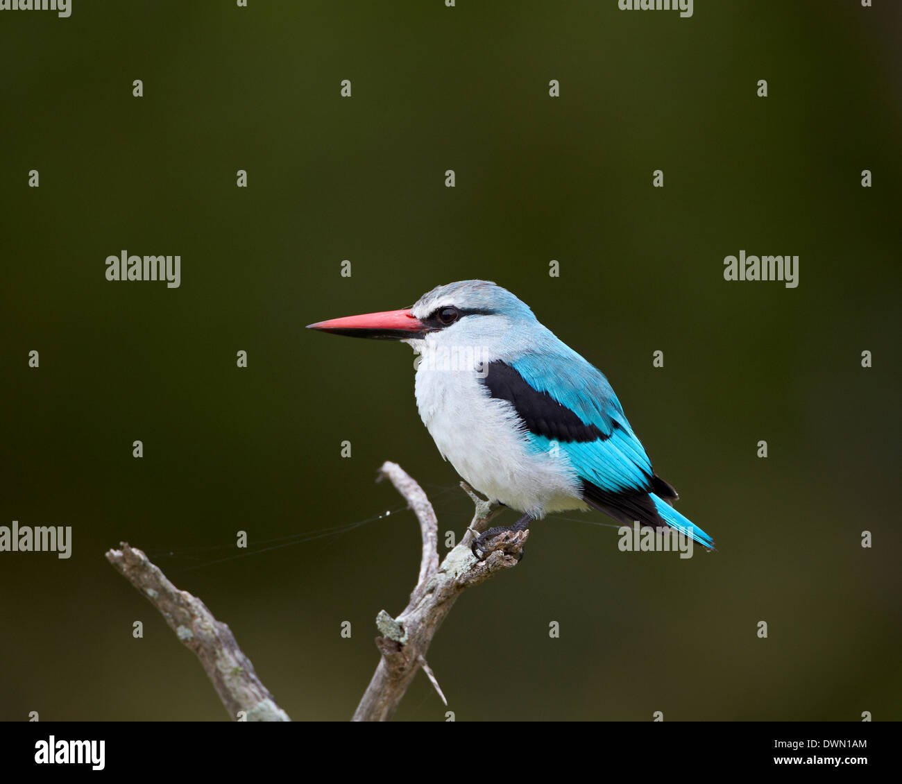Woodland Kingfisher (Halcyon Senegalensis), Krüger Nationalpark, Südafrika, Afrika Stockfoto