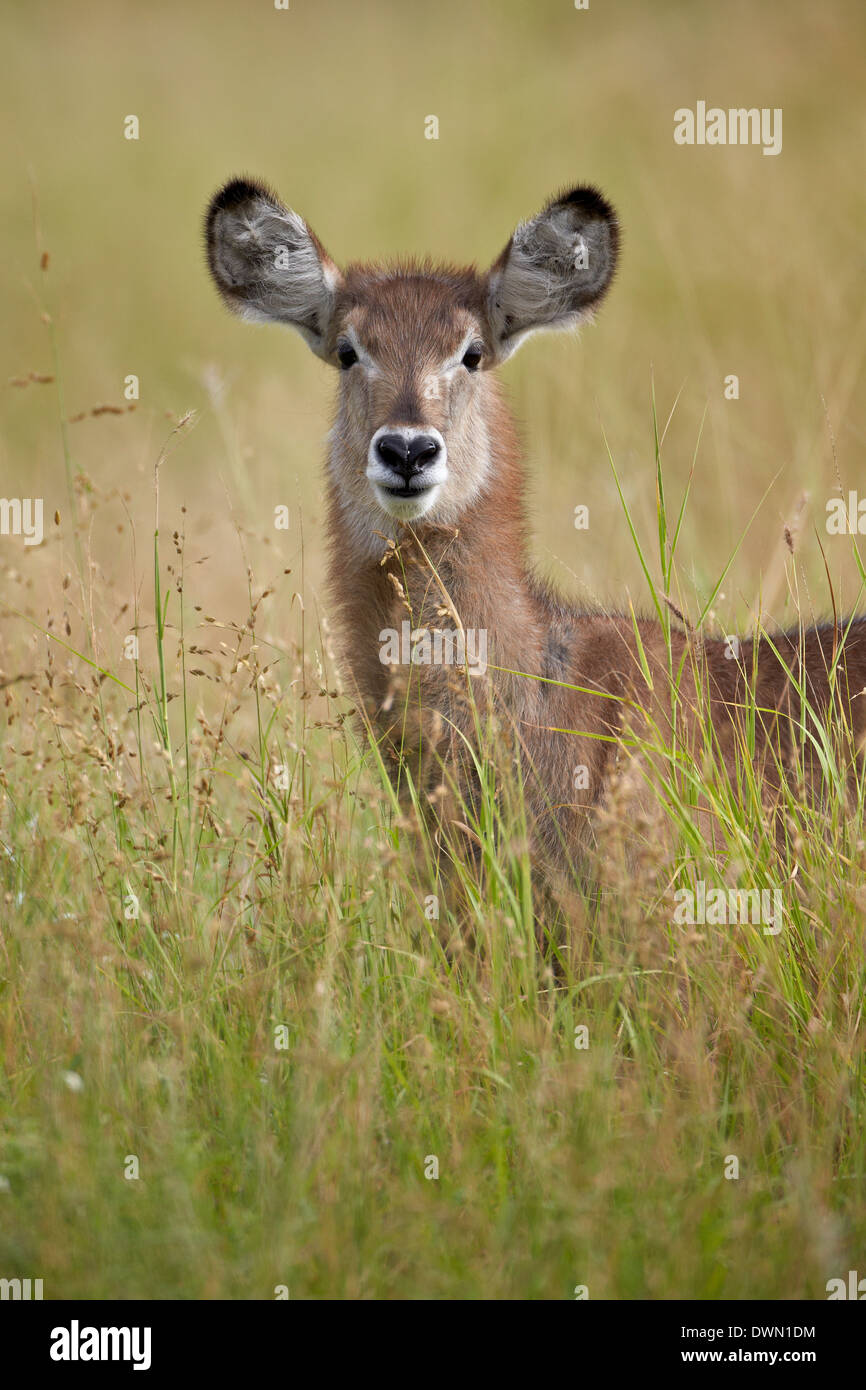 Young gemeinsame Wasserbock (Ellipsen Wasserbock) (Kobus Ellipsiprymnus), Krüger Nationalpark, Südafrika, Afrika Stockfoto
