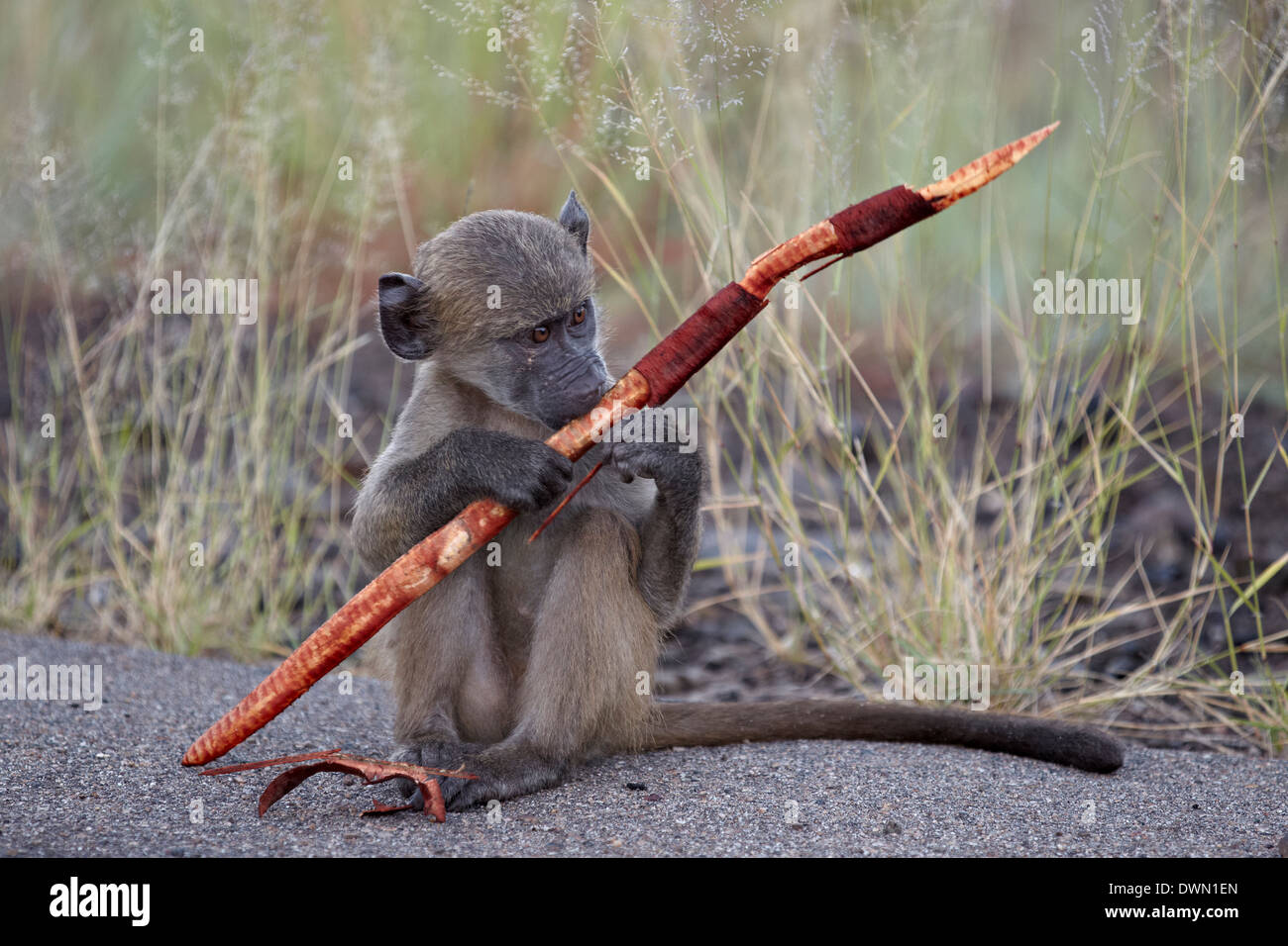 Young Chacma Pavian (Papio Ursinus) mit einem Sjambok Pod, Krüger Nationalpark, Südafrika, Afrika Stockfoto