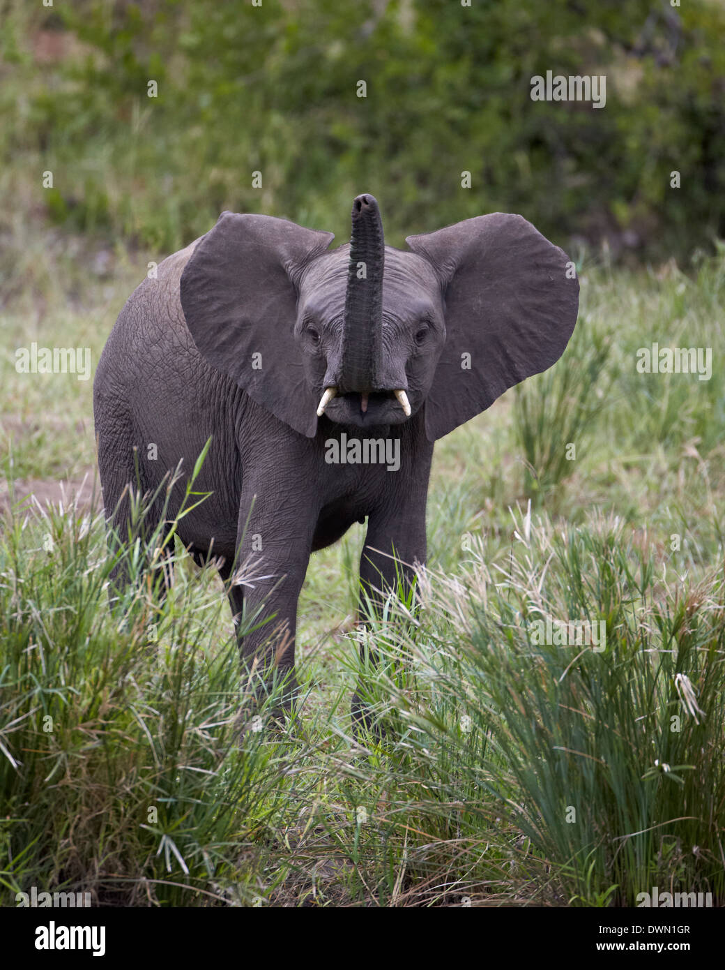 Junge afrikanische Elefant (Loxodonta Africana), Krüger Nationalpark, Südafrika, Afrika Stockfoto