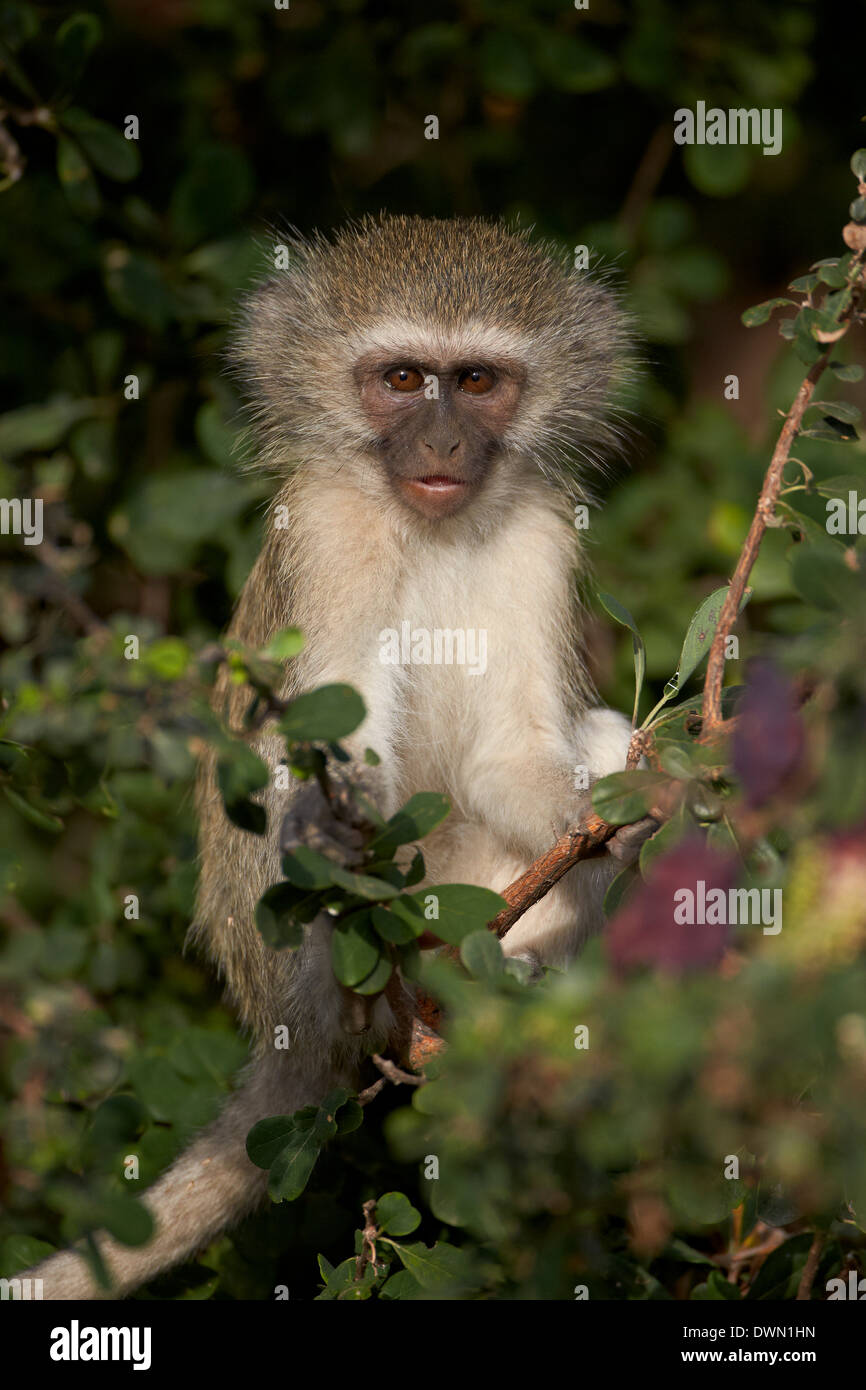 Young Vervet Affe (Chlorocebus Aethiops), Krüger Nationalpark, Südafrika, Afrika Stockfoto