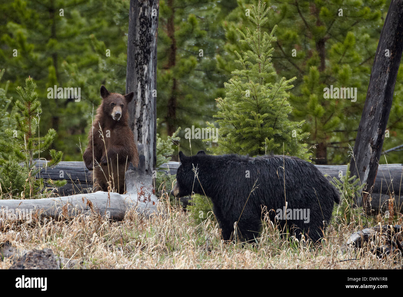 Schwarzer Bär (Ursus Americanus) Sau und Cub, Yellowstone-Nationalpark, Wyoming, Vereinigte Staaten von Amerika, Nordamerika Stockfoto