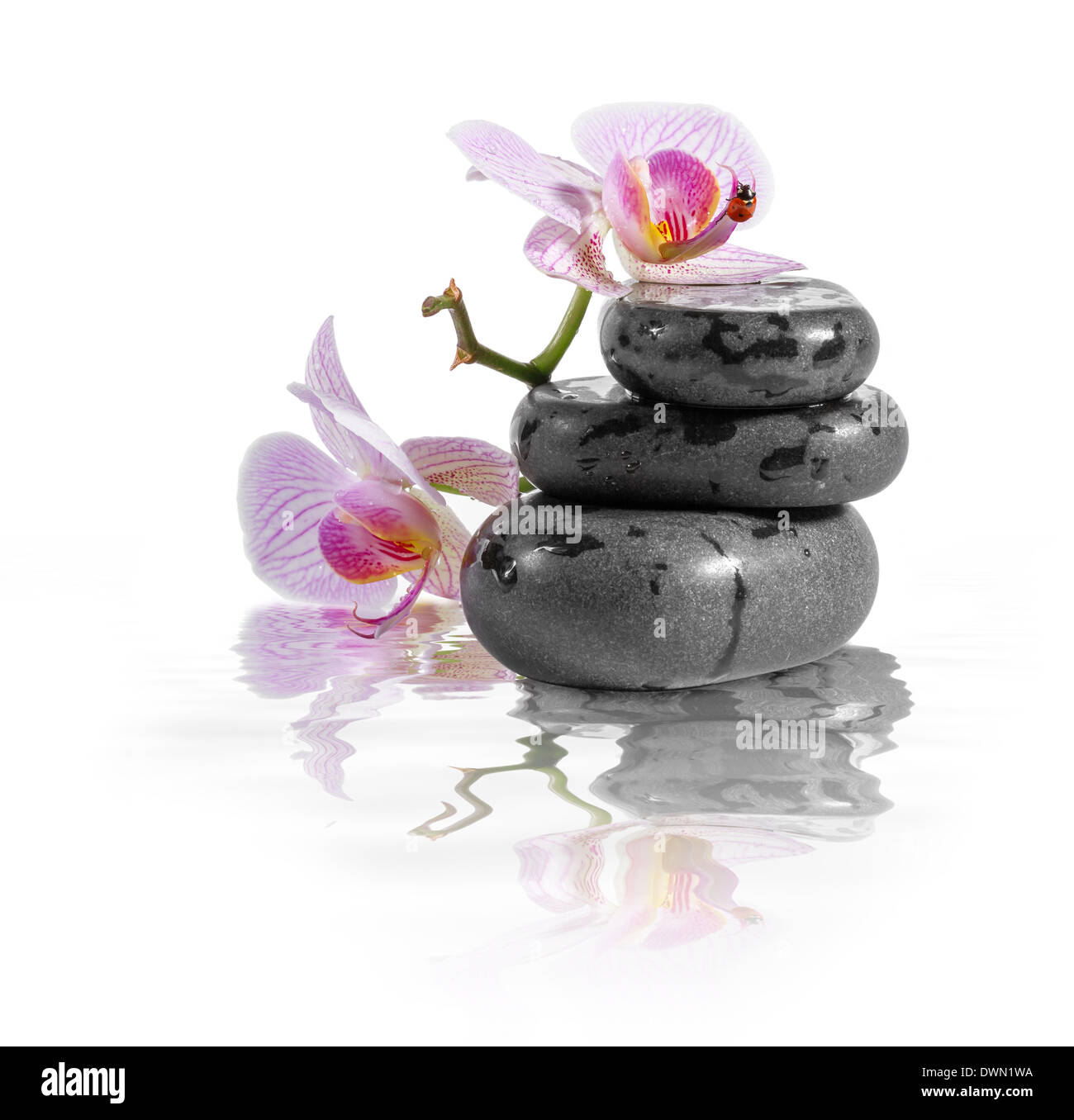 Zen Steinen und Orchidee mit Spiegelung im Wasser. Stockfoto
