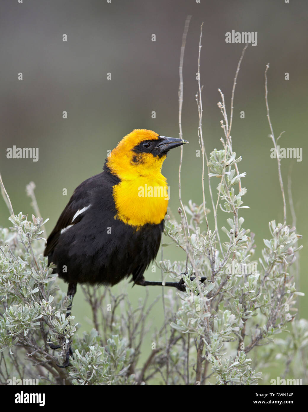 Männliche Yellow-Headed Blackbird (Xanthocephalus Xanthocephalus), Yellowstone-Nationalpark, Wyoming, Vereinigte Staaten von Amerika Stockfoto