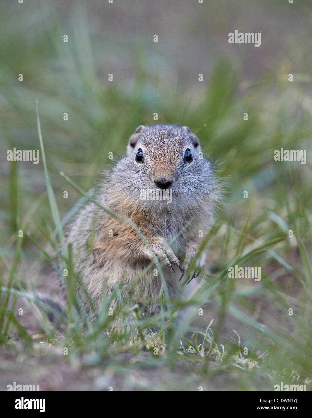 Young Uinta Grundeichhörnchen (Urocitellus Armatus), Yellowstone-Nationalpark, Wyoming, Vereinigte Staaten von Amerika, Nordamerika Stockfoto