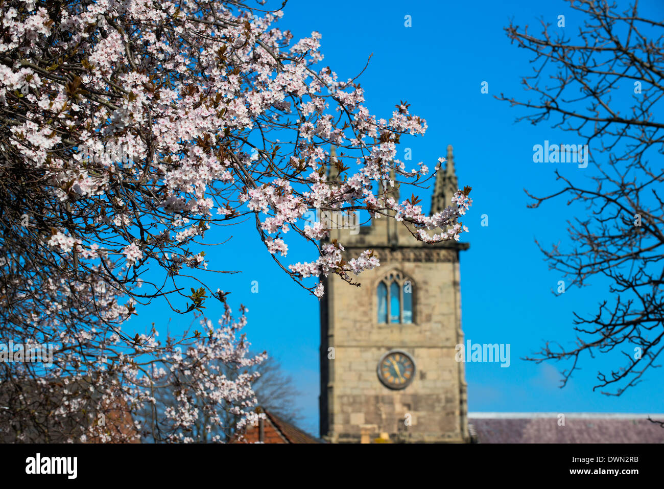 Blüte und St. Julians Kirche, Shrewsbury, Shropshire, England Stockfoto