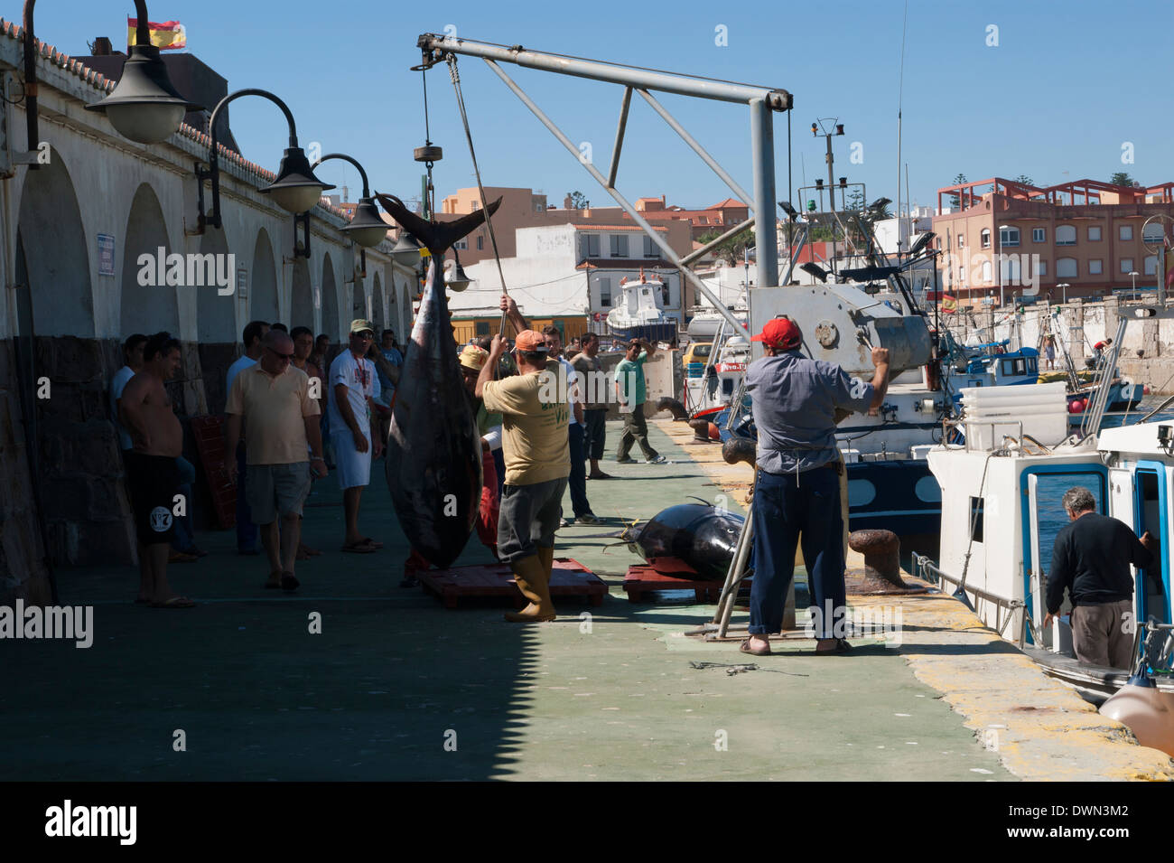 Landung der großen & wertvollen roten Thunfischbestände des Atlantiks in Tarifa, Andalusien, Spanien Stockfoto