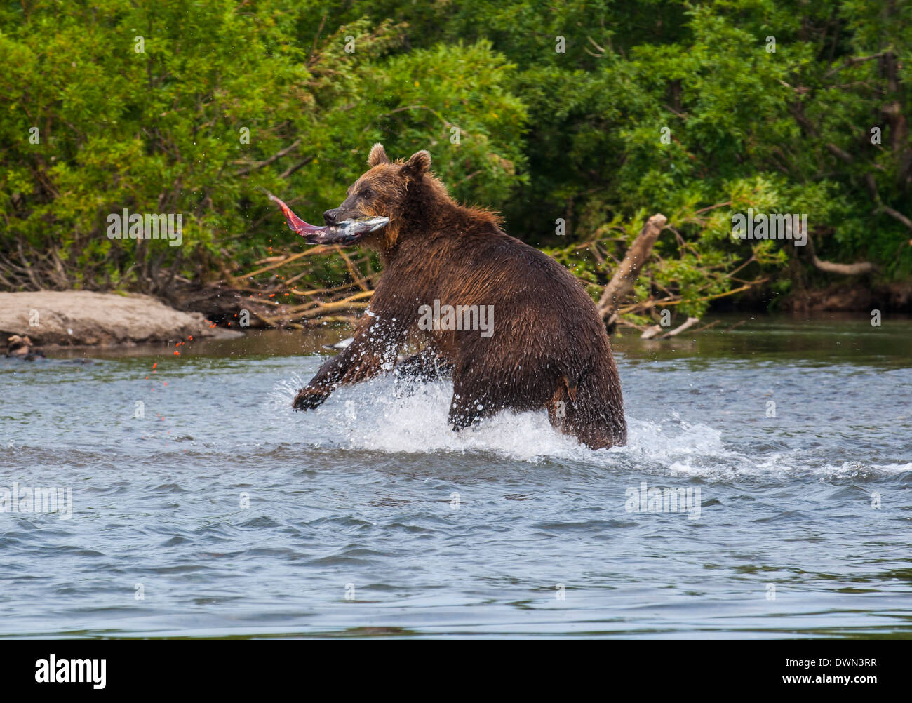 Kamtschatka Braunbär (Ursus Arctos Beringianus) auf der Jagd nach Lachs, Kurilen See, Kamtschatka, Russland, Eurasien Stockfoto