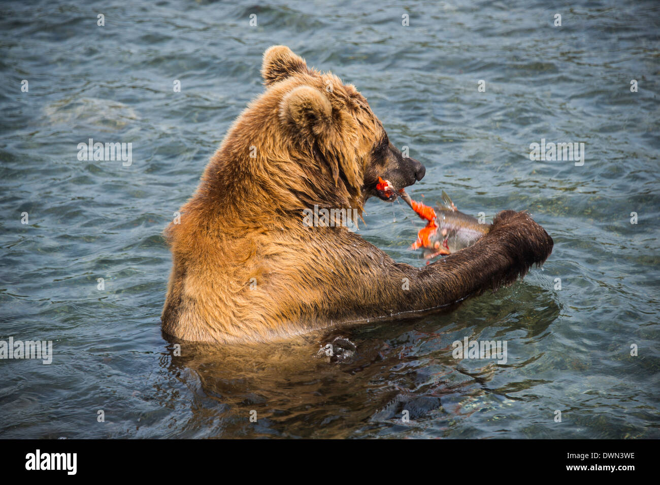 Kamtschatka Braunbär (Ursus Arctos Beringianus) essen Lachs, Kurilen See, Kamtschatka, Russland, Eurasien Stockfoto