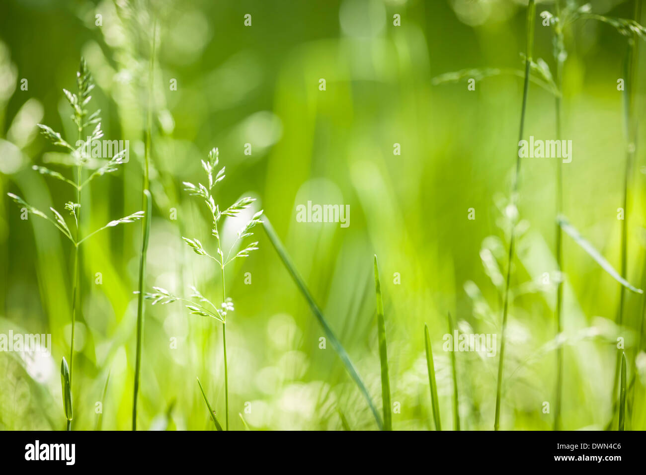 Sommer Gras- und grün Blütenpflanzen im Juni Sonnenschein mit Textfreiraum Stockfoto