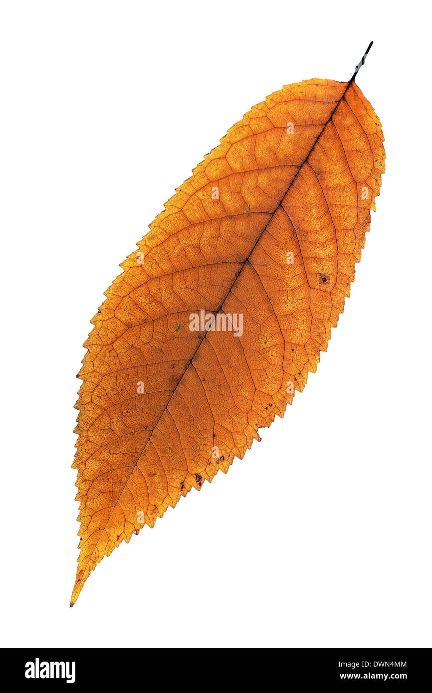 Herbst verblasst Kirsche Blatt isoliert auf weißem Hintergrund Stockfoto