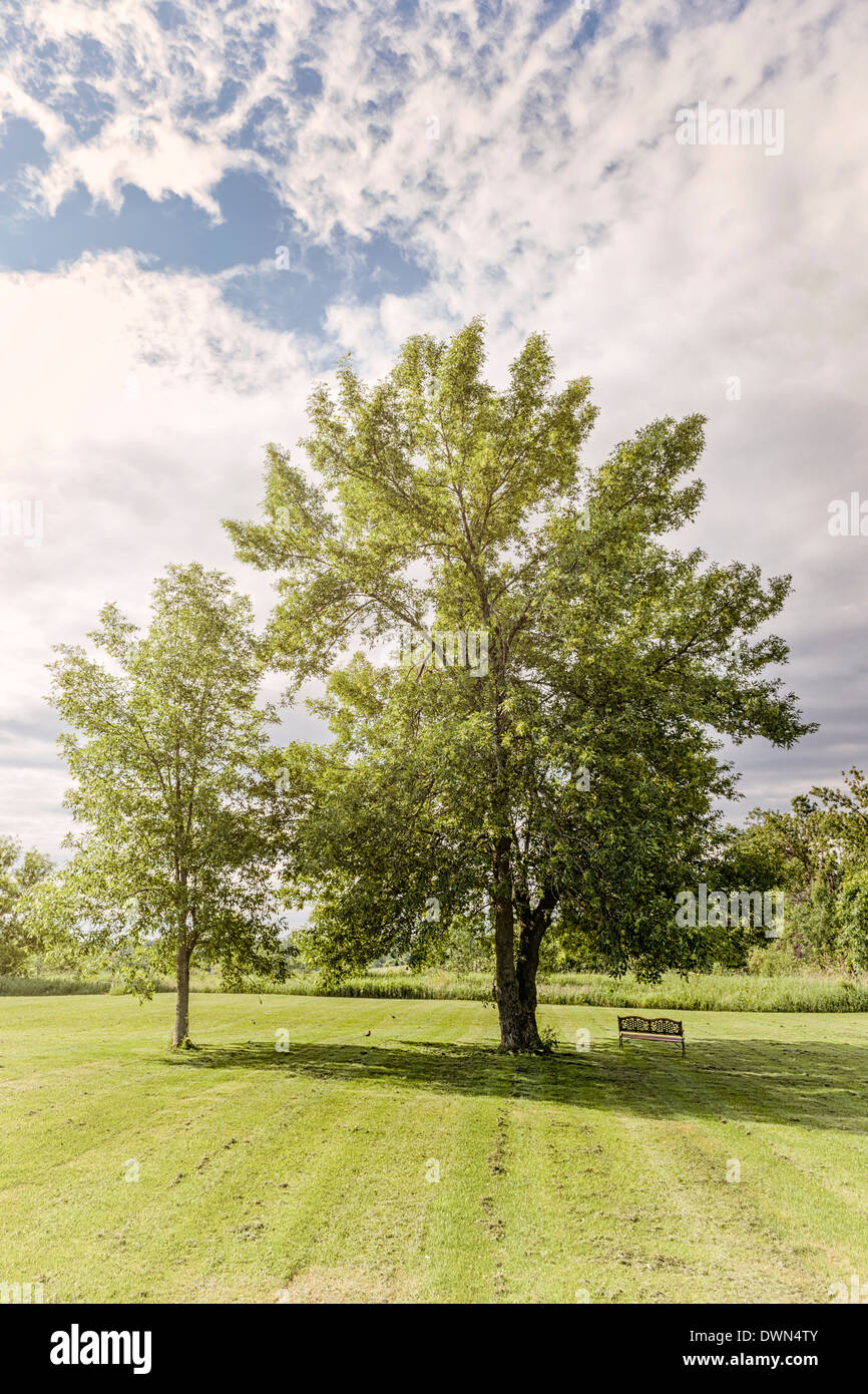 Bäume im Park mit Rasen gemäht und Bank Stockfoto