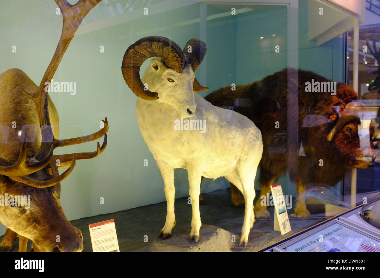 Natural History Museum, London Stockfoto