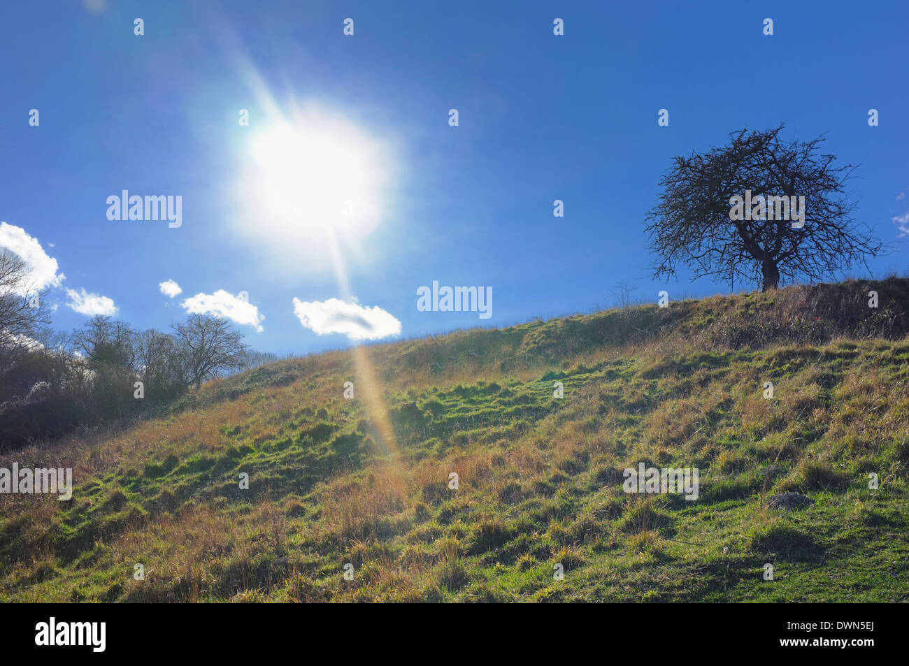 Sengende Sonne & Hang mit Baum Stockfoto