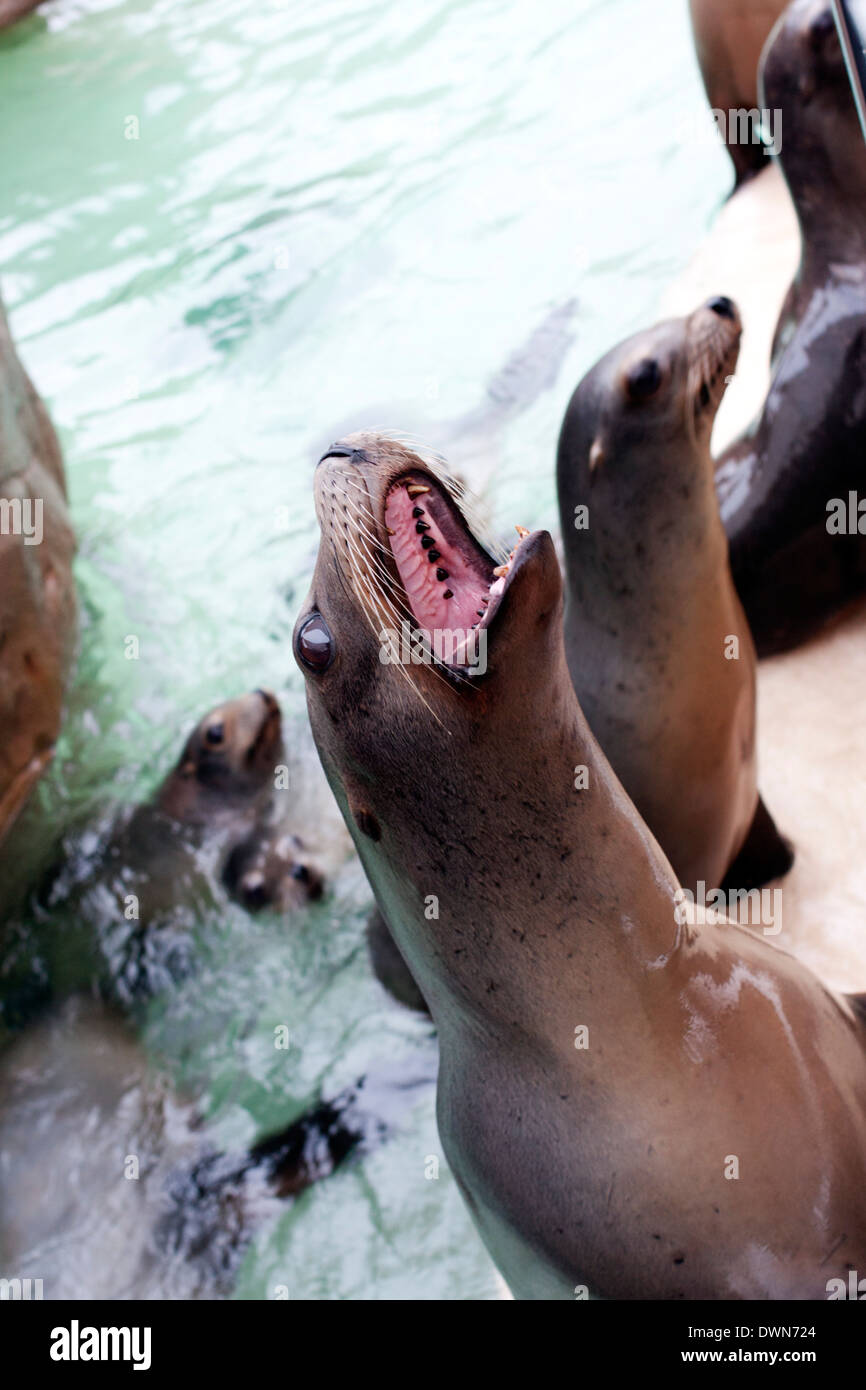 Eine Abdichtung mit anderen Dichtungen im Hintergrund im Wasser bellen Stockfoto