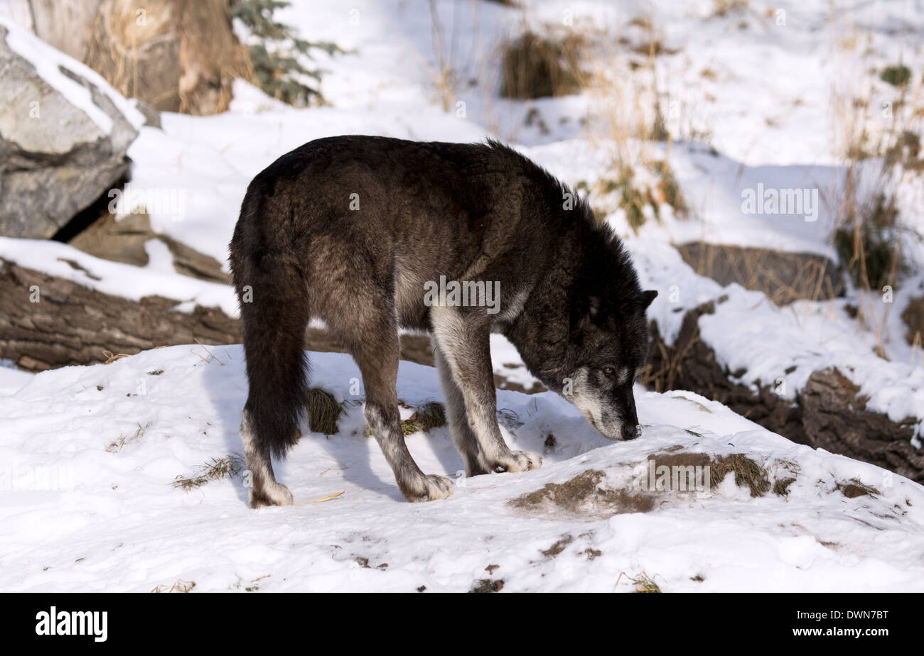 Ein grauer Wolf den Boden in einem überdachten Schneefeld schnüffeln Stockfoto