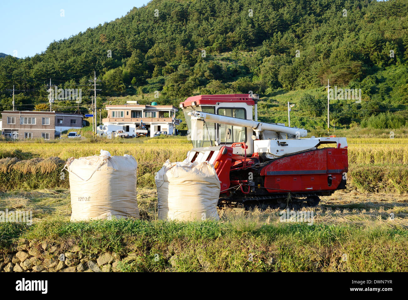 Kombinieren Sie, Ernte Maschine im Reisfeld Stockfoto