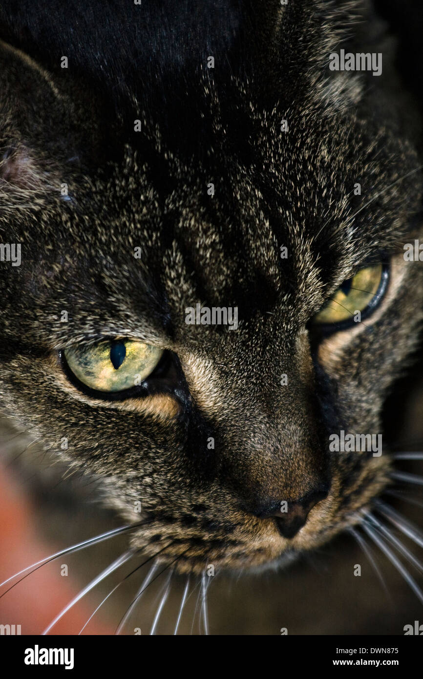 Nahaufnahme einer amerikanischen Kurzhaar-Katze Stockfoto