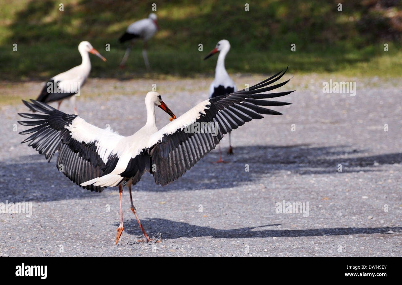 Störche auf der Suche nach Nahrung, ein Storch mit Flügeln Stockfoto